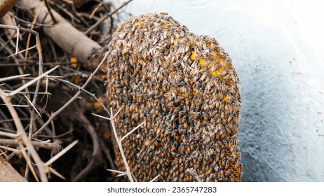 Honeycomb and bee or Apis florea on acacia tree and blur  background. Detail of honeycomb structure with wild Apis Mellifera Carnica or Western Honey Bees working on the chambers - Shutterstock ID 2365747283