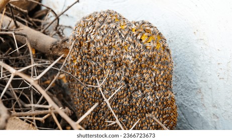 Honeycomb and bee or Apis florea on acacia tree and blur  background. Detail of honeycomb structure with wild Apis Mellifera Carnica or Western Honey Bees working on the chambers - Shutterstock ID 2366723673