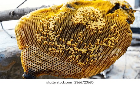 Honeycomb and bee or Apis florea on acacia tree and blur  background. Detail of honeycomb structure with wild Apis Mellifera Carnica or Western Honey Bees working on the chambers - Shutterstock ID 2366723685