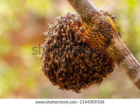 Honeycomb and bee or Apis florea on moringa tree and blur green leaves background.