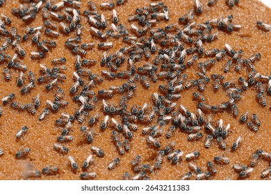 Honeycomb and bee or Apis florea and its sister species together comprise the subgenus Micrapis, and are the most primitive of the living species of Apis.