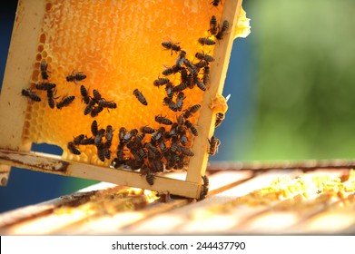 Honeycomb In A Bee Farm 