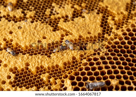 Honeycomb with bee texture background