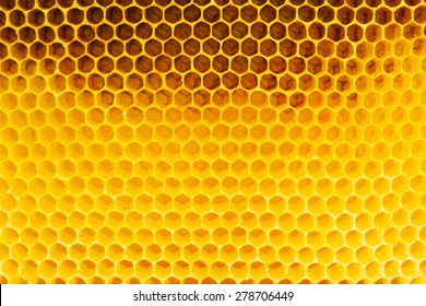 Honeycomb In Beehive, Closeup