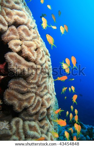 Similar – Image, Stock Photo Water in honeycombs