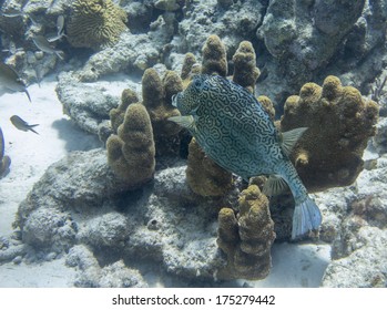 Honeycomb Cowfish Dutch Caribbean Bonaire Stock Photo Edit Now 175279442