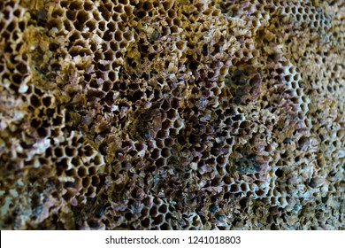 Honeycomb, hexagonal pattern