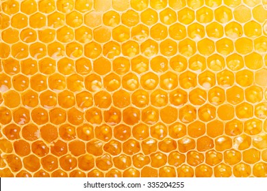 Honeycomb. High-quality Picture. Macro Shot.