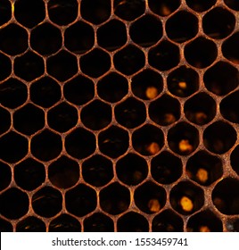 蜂の巣 の画像 写真素材 ベクター画像 Shutterstock