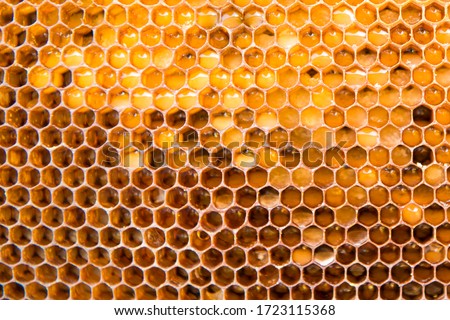 honeycomb with honey as very nice natural background