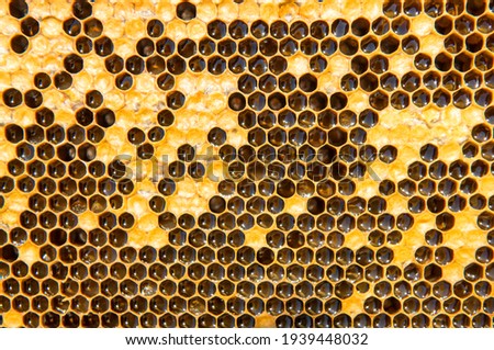 honeycomb with honey as very nice natural background