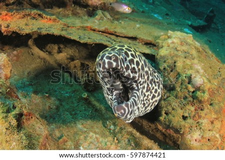 Similar – Image, Stock Photo Water in honeycombs