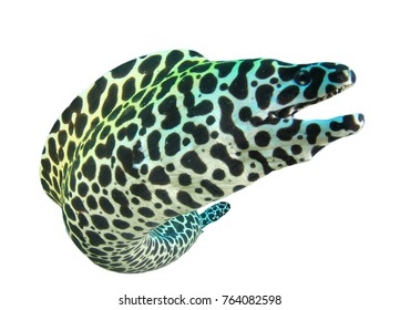 Honeycomb Moray Eel isolated on white background