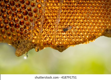 Honeycomb On Nature Background