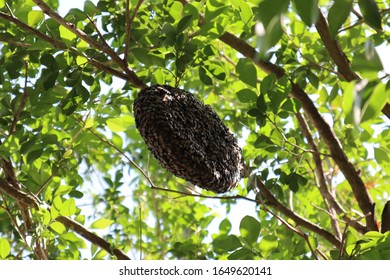 The Honeycomb On The Tree