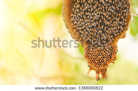 honeycomb on tree nature and swarm honey bee on comb beehive