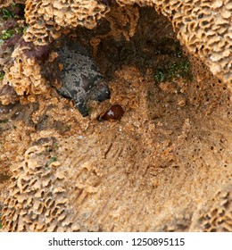 25 Sabellaria alveolata Images, Stock Photos & Vectors | Shutterstock