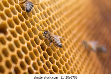 Honeycombs - hexagonal structure full of honey inside beehive with working bees.