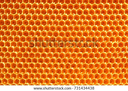 Honeycombs with honey. Natural background. Nectar Apiculture