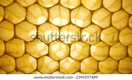 Honeycombs macro footage inside bees hive. Yellow empty wax cells. Preparation for honey collection season. High quality 