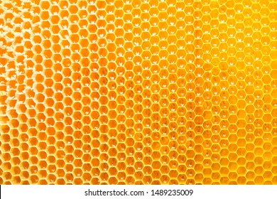 Honeycombs with sweet golden honey on whole background, close up