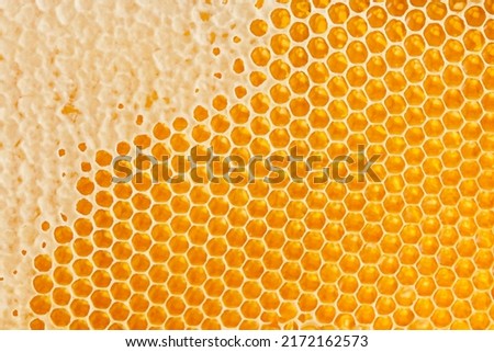 Honeycombs with sweet golden honey on whole background, close up. Background texture, pattern of section of wax honeycomb