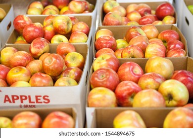 Honeycrisp Apples In Packing Boxes For Sale In Orchard. Apple Hill, California, USA. 