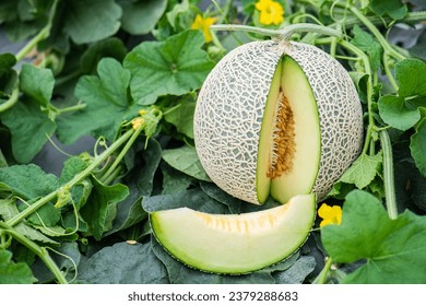 Honeydew melon and Japanese melon slice fresh ripe orange and sweet green slice lay on leaf in plant. Melon or cantaloupe is sweet fruit dessert. - Powered by Shutterstock