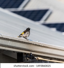 Honeyeater (Meliphagidae) Bathing In A Roof Gutter, Perth, Western Australia