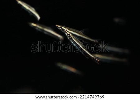 Honeystick or Brown pencilfish (Nannostomus eques) in black background