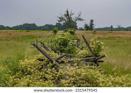 Honeysuckle Blooms and Forest Fire Smoke, Gettysburg Battlefield USA