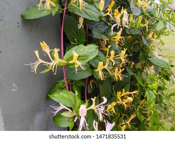 Honeysuckle Blooms In The Warm Season In Turkey