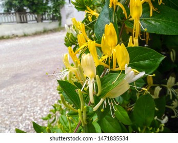 Honeysuckle Blooms In The Warm Season In Turkey