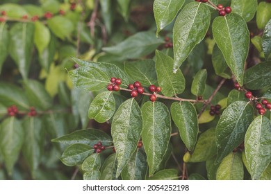 Honeysuckle Bush In The Summer