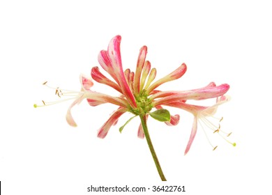 Honeysuckle Flower Isolated Against White