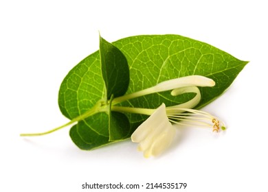 Honeysuckle Flower Isolated On White Background