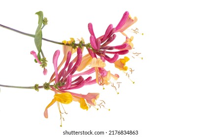 Honeysuckle Flower Isolated On White Background