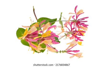 Honeysuckle Flower Isolated On White Background