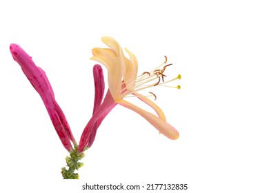 Honeysuckle Flower Isolated On White Background