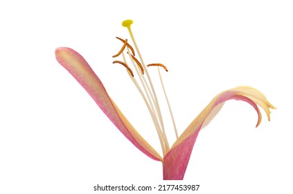 Honeysuckle Flower Isolated On White Background