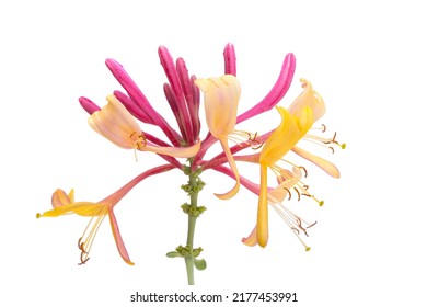 Honeysuckle Flower Isolated On White Background