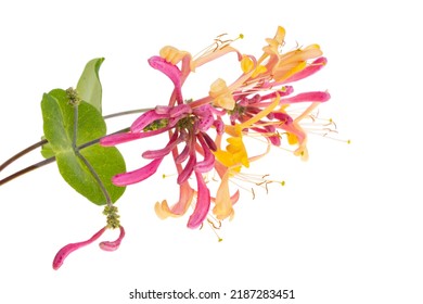 Honeysuckle Flower Isolated On White Background