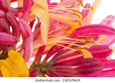 Honeysuckle Flower Isolated On White Background