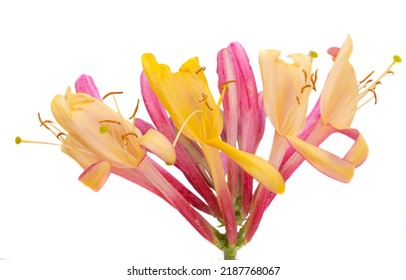 Honeysuckle Flower Isolated On White Background