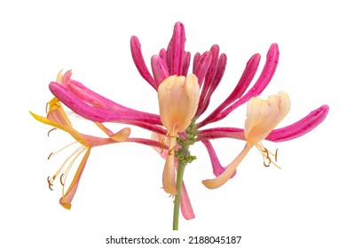 Honeysuckle Flower Isolated On White Background