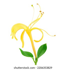 Honeysuckle Flower Isolated On White Background With Full Depth Of Field