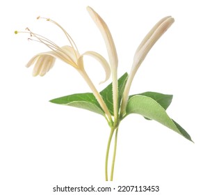 Honeysuckle Flower Isolated On White Background