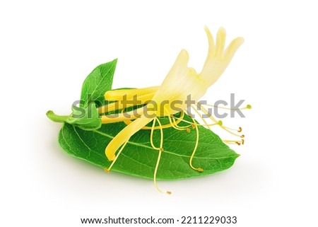 honeysuckle flower isolated on white background with full depth of field