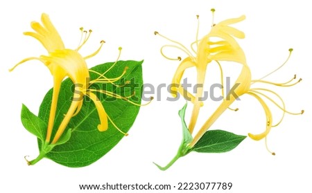 honeysuckle flower isolated on white background with full depth of field. Top view. Flat lay