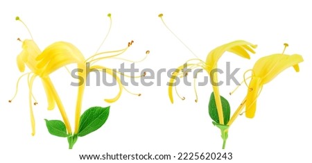 honeysuckle flower isolated on white background with full depth of field